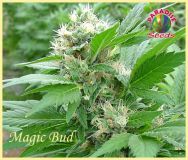 Magic Bud