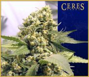 Nothern Light x Skunk#1